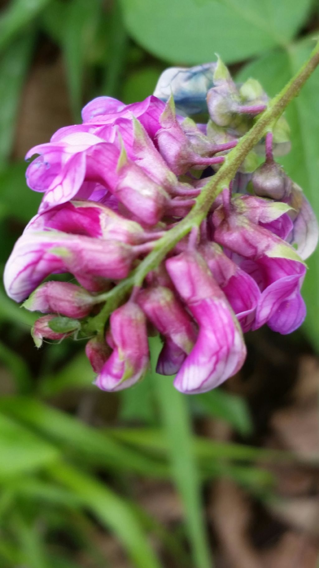 Lathyrus venetus (Fabaceae)